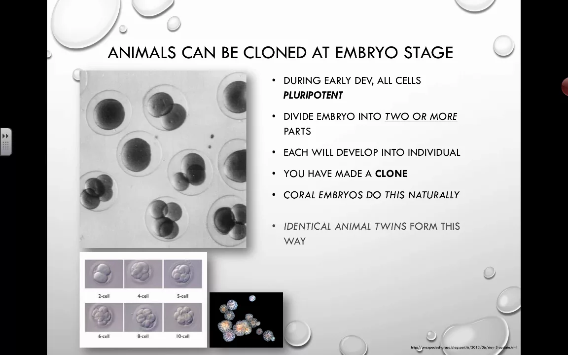 Cover image for The Ethics of Animal Cloning at the Embryo Stage