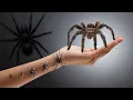 Ultimate 3D Spider Size Comparison From Tiny to Terrifying