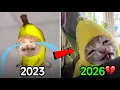 Lagu Where Are the Famous Cat Memes Now? 🥹❤️‍🩹(Then vs Now)Part-2