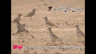 صوت الدو الاشهب للصيد مجرب ومضمون 