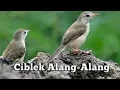 SI MASTER GAJOR CIBLEK ALANG-ALANG LIAR | MEMIKAT | PANCINGAN