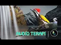 Download Lagu Suara Terapi Air Burung Bahan Ampuh (Pelatuk Bawang, Cililin, Tengkek Buto)
