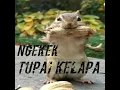 Download Lagu Masteran suara ngekek tupai /sakit ngedengernya