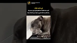 ردة فعل الكلبة الأم مع صغيرها العزيز          حيوانات  كلاب دندنها