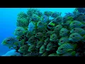 Download Lagu Diving Cape Kri, Raja ampat