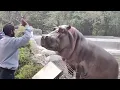 Download Lagu Guard Slapped Hippo Who Trying to come Out side from  his Cage