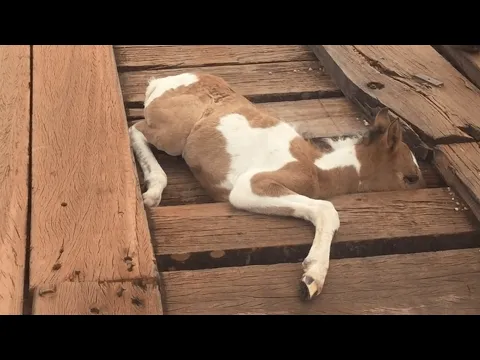 Man Rescues Young Horse Stuck in Bridge