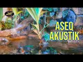 Download Lagu ASEQ AKUSTIK @bravoalphaxtreme