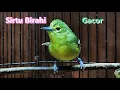 Download Lagu Sirtu Cipoh gacor memanggil betina  pancingan pikat sirpu!! #birds #birdsounds