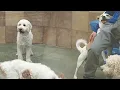 Petsmart Hotel