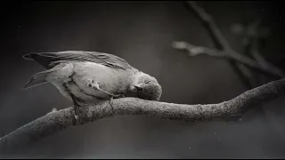 موسيقى كسرني الغياب                            دندنها