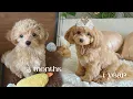 Maltipoo at 3 months to 1 year Mocha s diary