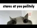cat gifs added with sounds 2