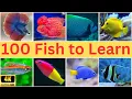 Discover the Fascinating World of 100 Fish Species 100 Fish Names