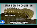 How to Count Fin Rays and Spines in Sunfishes - Fish Meristics
