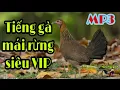 Download Lagu Tiếng gà mái rừng. tiếng gà mái gọi trống mp3.