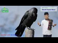 Download Lagu MANFAAT BAGIAN TUBUH BURUNG GAGAK || KAJIAN KITAB HAYATUL HAYAWAN | UST. H. HASAN MGI.