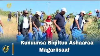 Kunuunsa Biqiltuu Ashaaraa Magariisaaf 