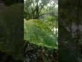 Download Lagu barish //sun raha hai naa song//NATURE//#liziqi #nature #cooking