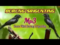 Download Lagu Suara ((Ampuh))Pikat Burung SRIGUNTING Hitam