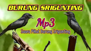 Download Suara ((Ampuh))Pikat Burung SRIGUNTING Hitam MP3