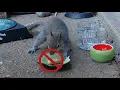5 Reasons I stopped feeding Peanuts to my Squirrels and Chipmunks
