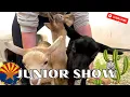 Download Lagu Junior Doelings || ADGA 2022 Pima County Open Dairy Goat Show | Nigerian Dwarfs