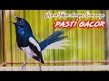 Download Lagu KACER NGEPLAY GACOR MATERI MEWAH, BIKIN KACER LAIN RAJIN BUNYI DAN FIGHTER