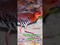 Download Lagu suara burung mirip suara katak#shortvideo