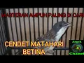 Download Lagu SUARA PANCINGAN BURUNG CENDET MATAHARI BETINA