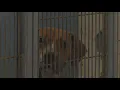 Jacksonville s animal shelter is at full capacity city asks for adopters and fosters
