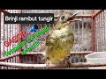 Download Lagu Burung Brinji rambut tungir jantan Gacor ngerol mbeset panjang Masteran Paling dicari