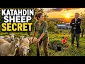 They Laughed When She Bought 42 Acres of Weeds Then Her Sheep Saved the Whole Valley