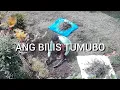 Download Lagu ANG BILIS TUMUBO KAYA GAMAS ULET #israelcaregiver #cctv @baebssilva 