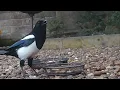 Download Lagu Seekor burung murai yang berisik sedang menikmati sisa makanan rubah, apakah ia memanggil pasangannya untuk datang dan mengambilnya? #burung
