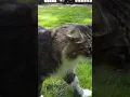 Download Lagu how to deal with an aggressive cat !