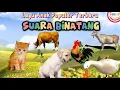 Download Lagu Lagu SUARA BINATANG - Lagu Anak Populer - Original By ​⁠KBeeb #laguanak