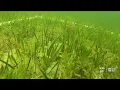 UF scientists working to help preserve Florida s Nature Coast
