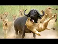 Download Lagu ENTRE GARRAS E CHIFRES - A RIVALIDADE ENTRE LEÕES E BÚFALOS NA SAVANA AFRICANA | DOCUMENTÁRIO