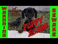 Craigslist BEWARE FREE PUPPY SCAM EVIL PEOPLE SEE BEFORE YOU BUY