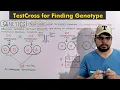 The Testcross One Character Mendelian Genetics