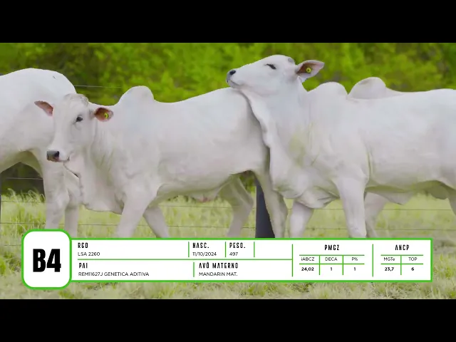 7 BEZERRAS NELORE P.O.