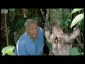 The sloth meme
