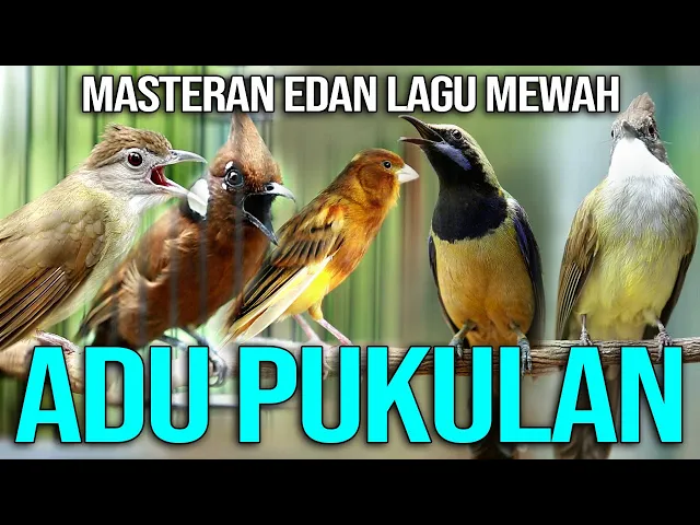 Download MP3 MASTERAN SADIS UNTUK MURAI BATU DAN BURUNG KICAU LAINNYA