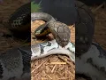 Download Lagu Hungry KING COBRA! #shorts #short #kingcobra #animals #reptiles #chandlerwildlife #wildlife