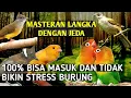Download Lagu MASTERAN JEDA (Cililin, Lovebird, Kapas Tembak, Cucak Jenggot, Kenari)