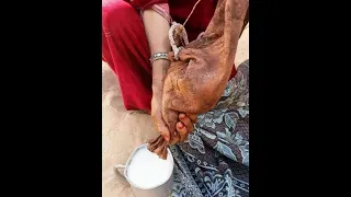 الغناي ليبيا وبرقه  االراحل عبد الكافي البرعصي    مشاهده طيبه دندنها