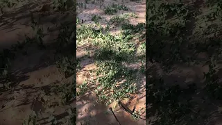 القضاء على الاعشاب الطفيلية 