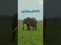 Lagu Suara Gajah #shorts  #gajah  #suarahewan  #kidseleven