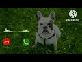 Cute dog #new Ringtone